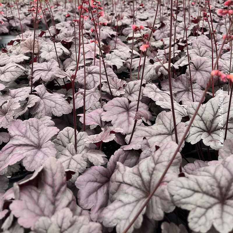 Heuchère ‘Dolce Wildberry’ (Heuchera Dolce® 'Wildberry')