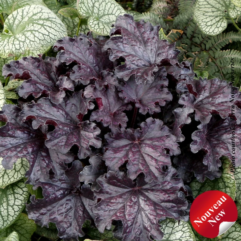Heuchère ‘Forever Midnight’ (Heuchera Forever® 'Midnight')