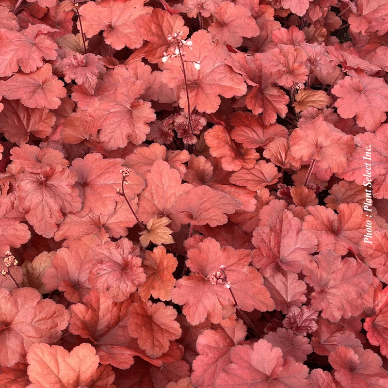 Heuchère ‘Forever Red’ (Heuchera Forever® Red)
