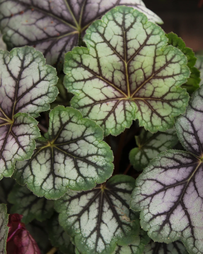 Heuchère ‘Green Spice’ (Heuchera 'Green Spice')
