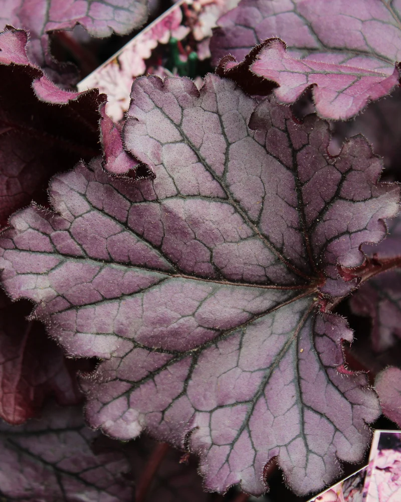 Heuchère ‘Forever Purple’ (Heuchera Forever® 'Purple')