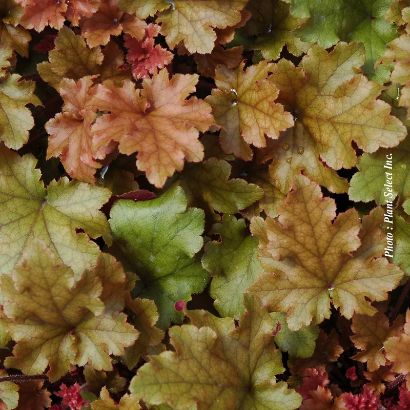 Heuchère ‘Marmalade’ (Heuchera 'Marmalade')