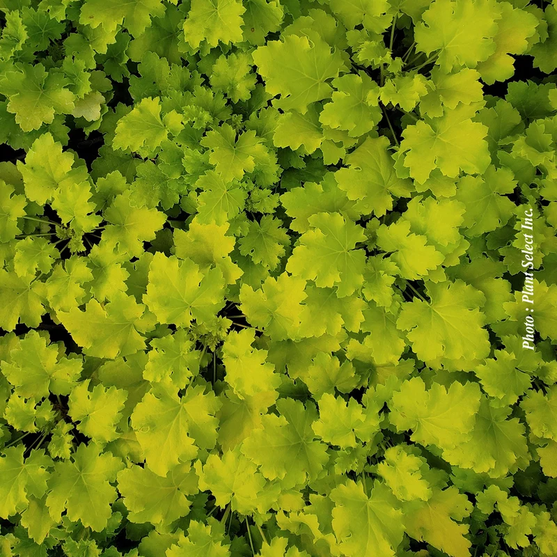Heuchère ‘Lime Marmalade’ (Heuchera 'Lime Marmalade')