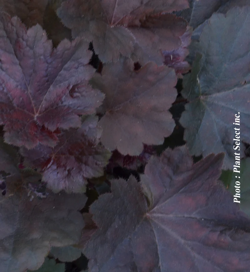 Heuchère ‘Obsidian’ (Heuchera 'Obsidian')