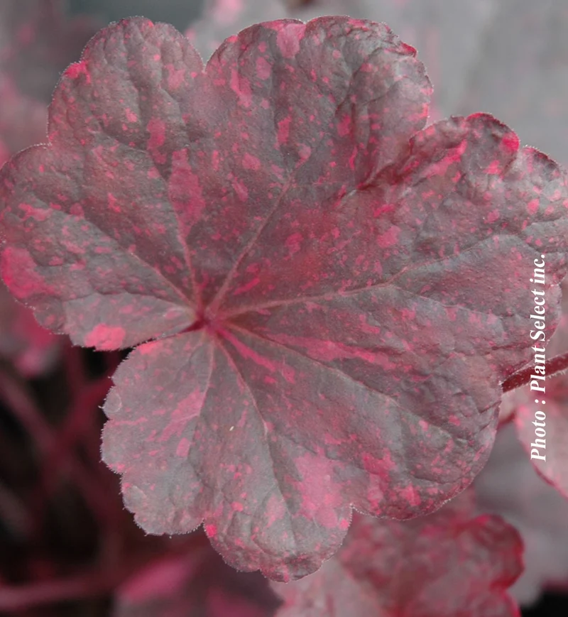 Heuchère ‘Midnight Rose’ (Heuchera 'Midnight Rose')