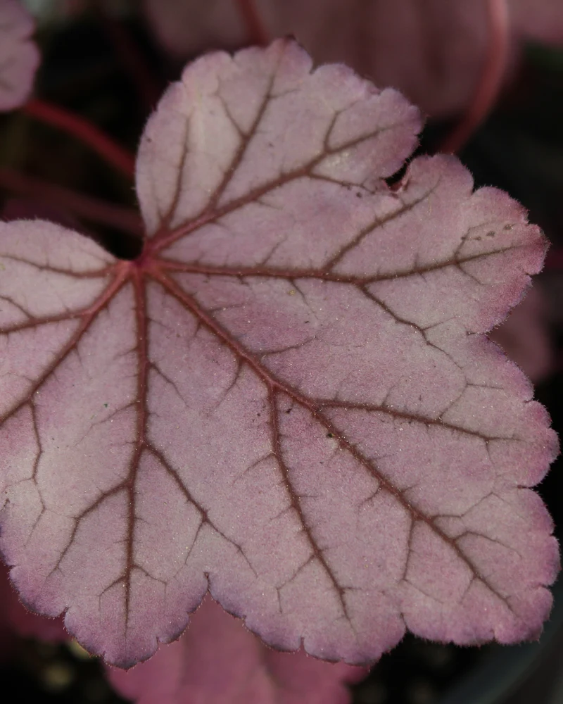 Heuchère ‘Pink Panther’ (Heuchera 'Pink Panther')