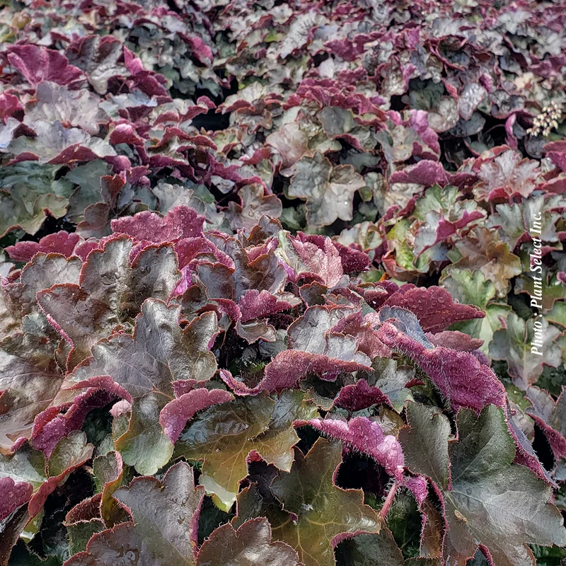 Heuchère ‘Palace Purple’ (Heuchera 'Palace Purple')