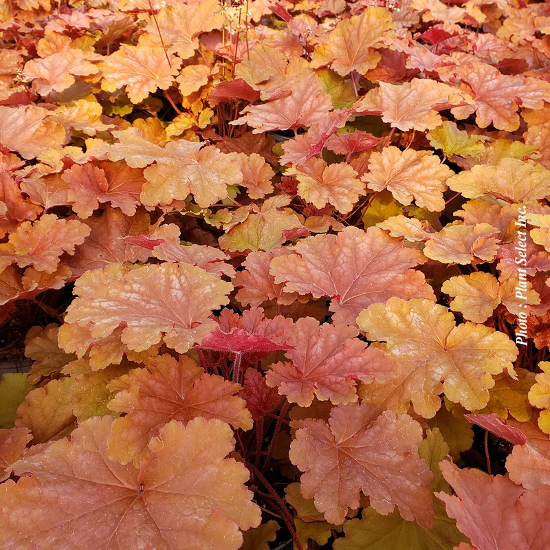 Heuchère ‘Primo Peachberry Ice’ (Heuchera Primo® 'Peachberry Ice')