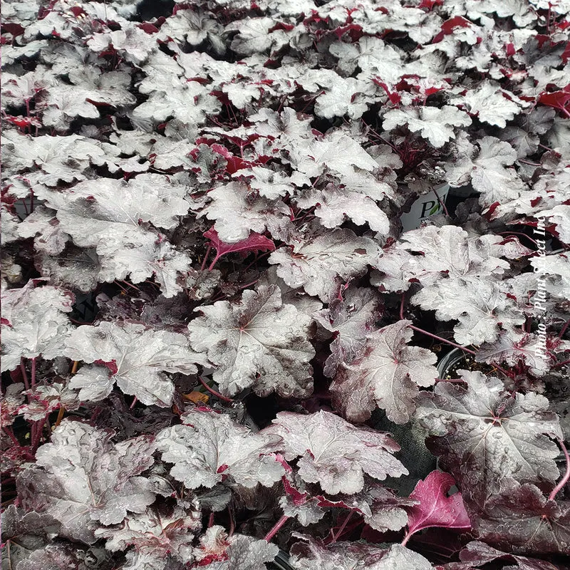 Heuchère ‘Primo Black Pearl’ (Heuchera Primo® 'Black Pearl')