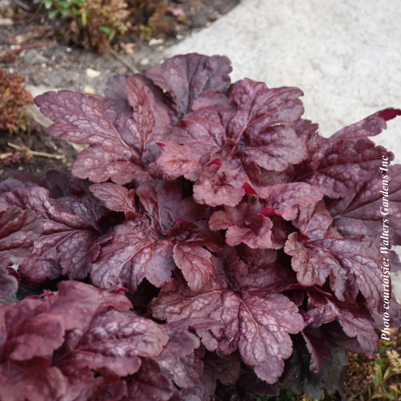 Heuchère ‘Red Dragon’ (Heuchera 'Red Dragon')