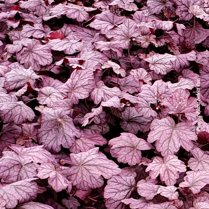 Heuchère ‘Primo Wild Rose’ (Heuchera Primo® 'Wild Rose')