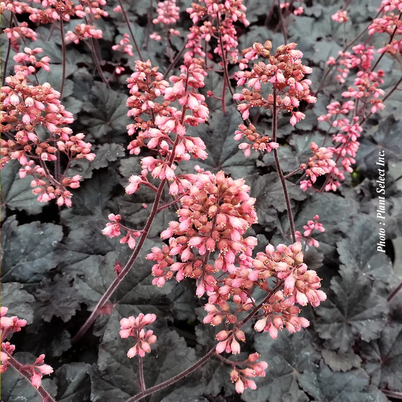Heuchère ‘Timeless Night’ (Heuchera 'Timeless Night')