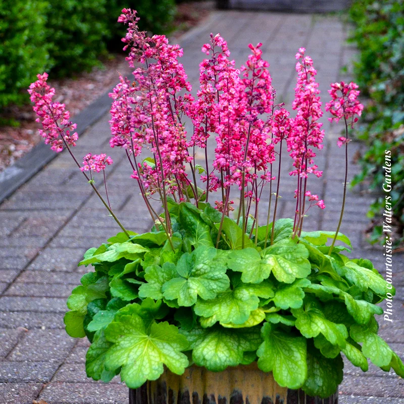Heuchère ‘Timeless Glow’ (Heuchera 'Timeless Glow')