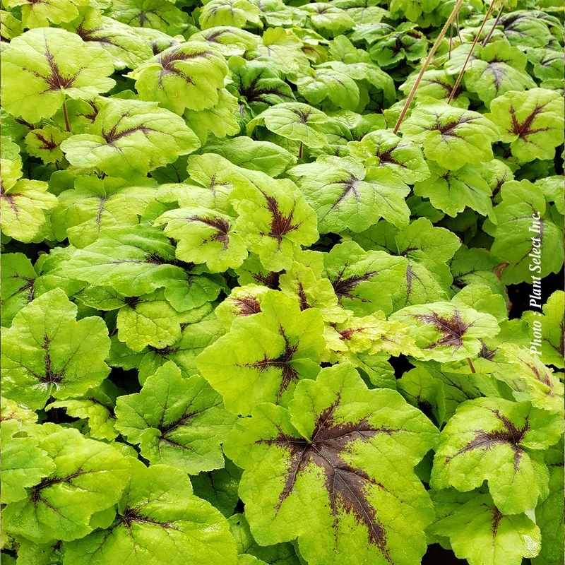 Heucherelle ‘Catching Fire’ (Heucherella 'Catching Fire')