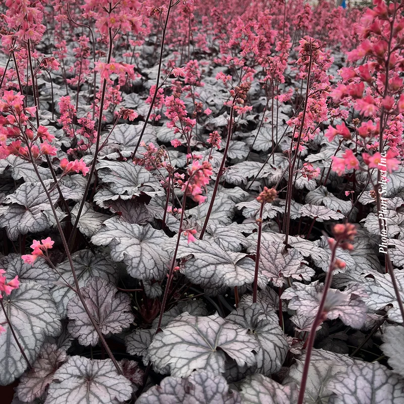 Heuchère ‘Timeless Treasure’ (Heuchera 'Timeless Treasure')