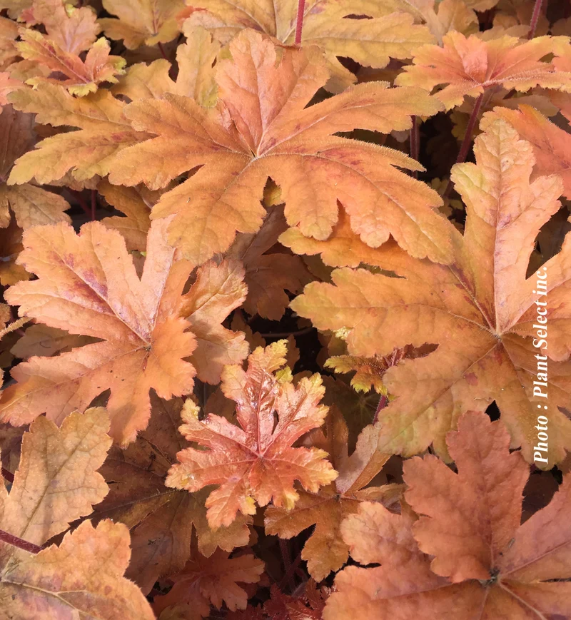 Heucherelle ‘Fun and Games Hopscotch’ (Heucherella Fun and Games® 'Hopscotch')