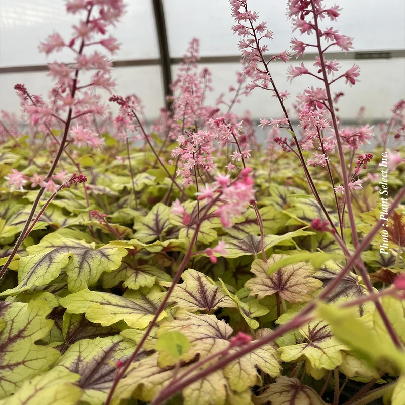 Heucherelle ‘Fun and Games Eye Spy’ (Heucherella Fun and Games® 'Eye Spy')