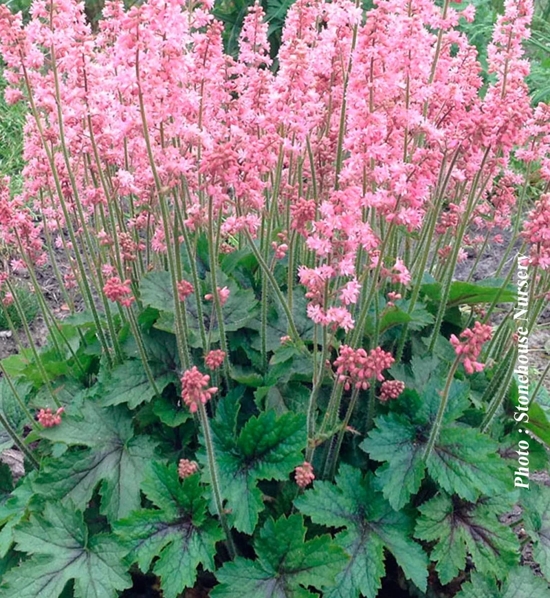 Heucherelle ‘Pink Revolution’ (Heucherella 'Pink Revolution')