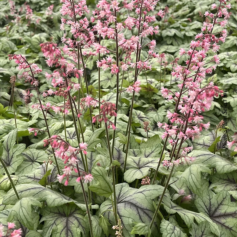 Heucherelle ‘Pink Fizz’ (Heucherella 'Pink Fizz')
