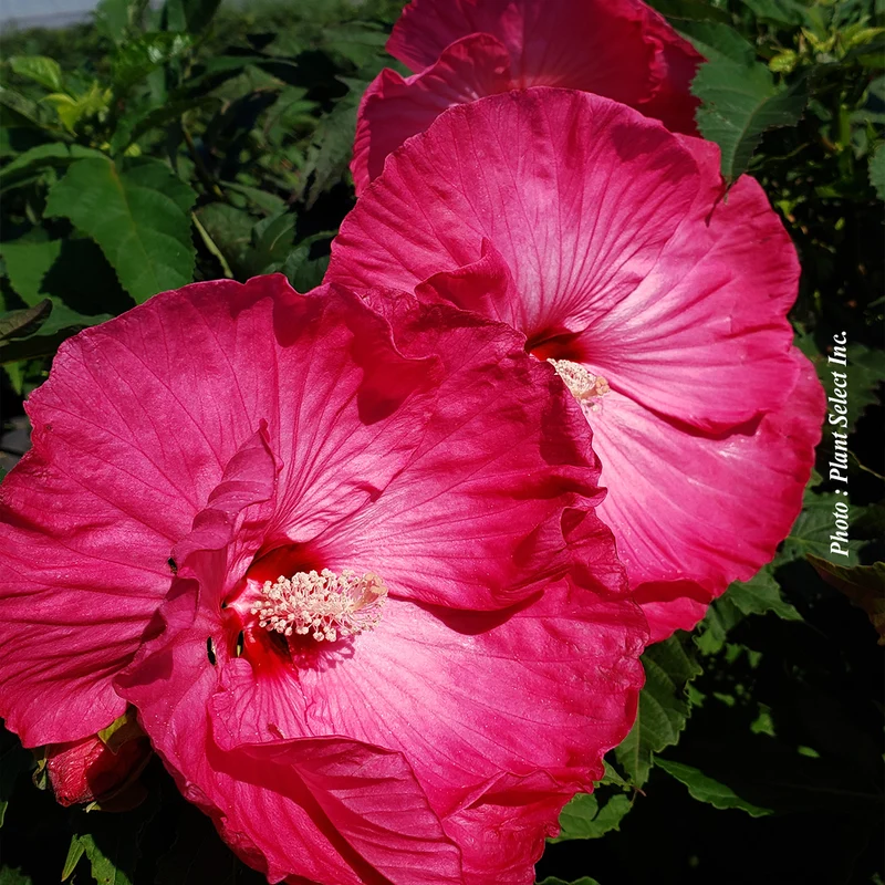 Hibiscus vivace ‘Airbrush Effect’ (Hibiscus 'Airbrush Effect')