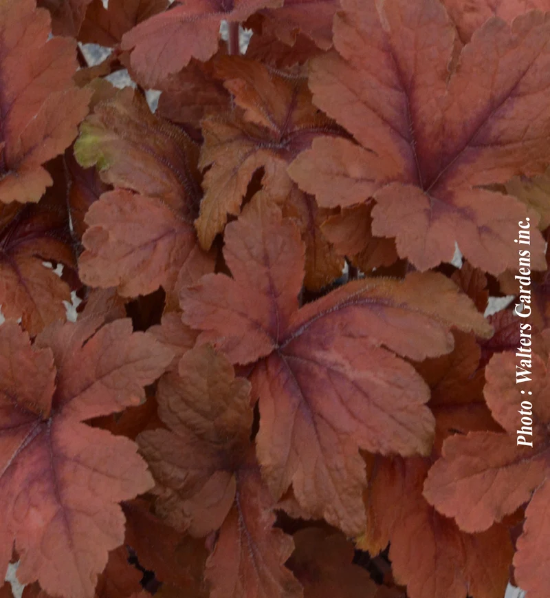 Heucherelle ‘Pumpkin Spice’ (Heucherella 'Pumpkin Spice')