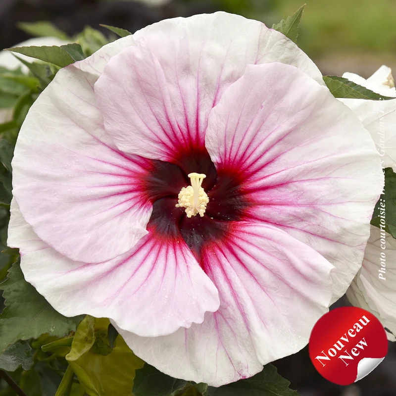 Hibiscus vivace ‘Angel Eyes’ (Hibiscus 'Angel Eyes')