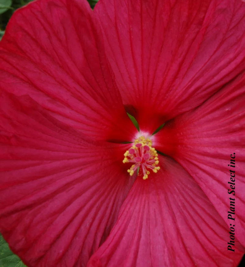 Hibiscus vivace ‘Luna Red’ (Hibiscus moscheutos 'Luna Red')