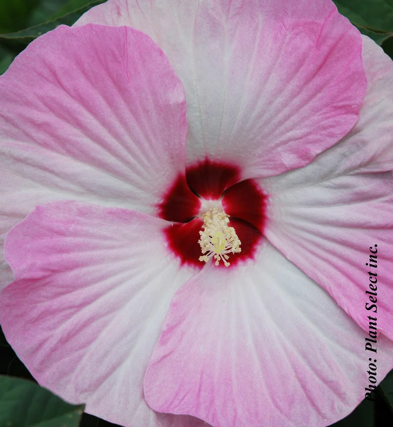 Hibiscus vivace ‘Luna Pink Swirl’ (Hibiscus moscheutos 'Luna Pink Swirl')