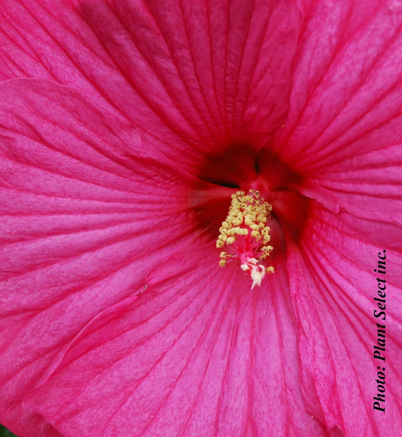 Hibiscus vivace ‘Luna Rose’ (Hibiscus moscheutos 'Luna Rose')
