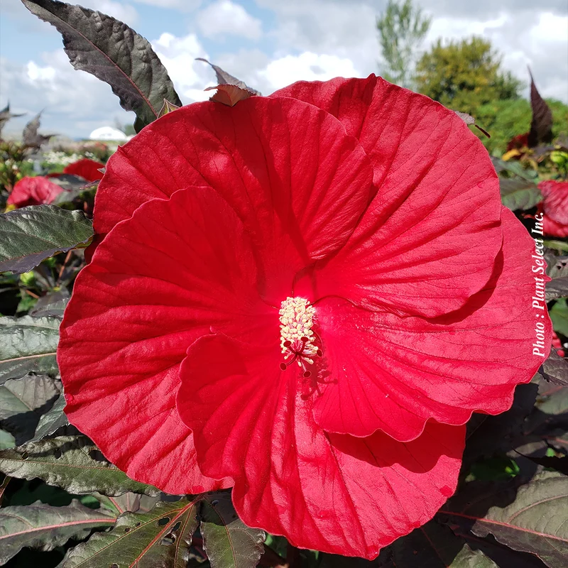 Hibiscus vivace ‘Midnight Marvel’ (Hibiscus 'Midnight Marvel')