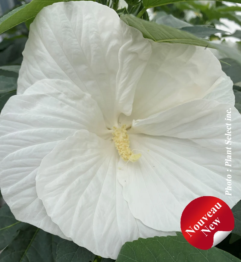 Hibiscus vivace ‘Marshmallow Moon’ (Hibiscus 'Marshmallow Moon')
