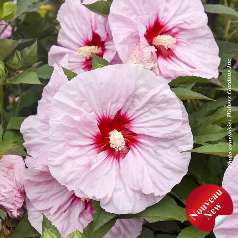 Hibiscus vivace ‘Summerific All Eyes on Me’ (Hibiscus Summerific® 'All Eyes on Me')