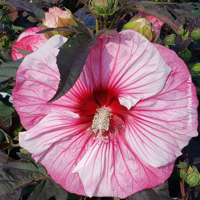 Hibiscus vivace ‘Summerific Cherry Choco Latte’ (Hibiscus Summerific® 'Cherry Choco Latte')