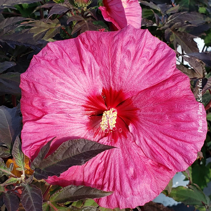 Hibiscus vivace ‘Summerific Berry Awesome’ (Hibiscus Summerific® 'Berry Awesome')