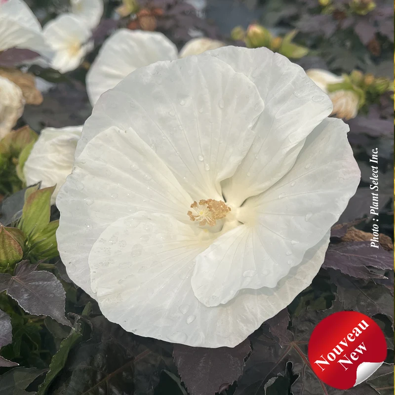Hibiscus vivace ‘Summerific Cookies and Cream’ (Hibiscus Summerific® 'Cookies and Cream')