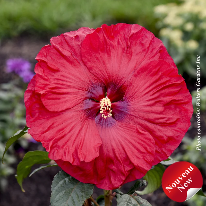 Hibiscus vivace ‘Summerific Valentine's Crush’ (Hibiscus Summerific® 'Valentine's Crush')