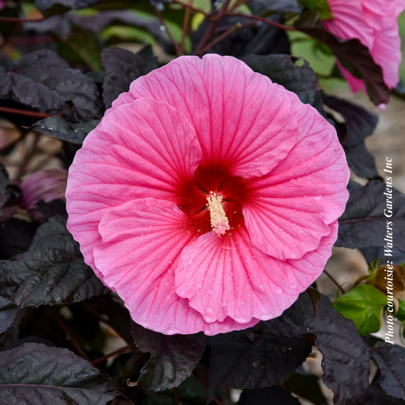 Hibiscus vivace ‘Summerific Edge of Night’ (Hibiscus Summerific® 'Edge of Night')