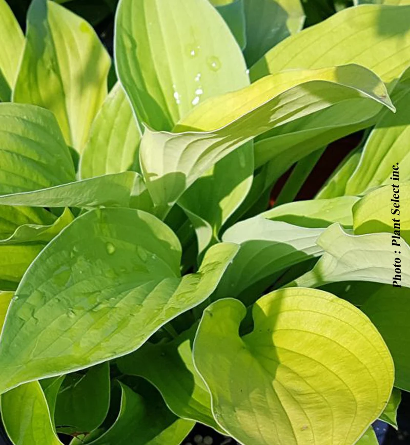 Hosta ‘August Moon’ (Hosta 'August Moon')