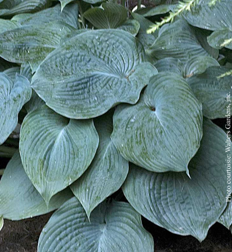 Hosta ‘Blue Angel’ (Hosta 'Blue Angel')