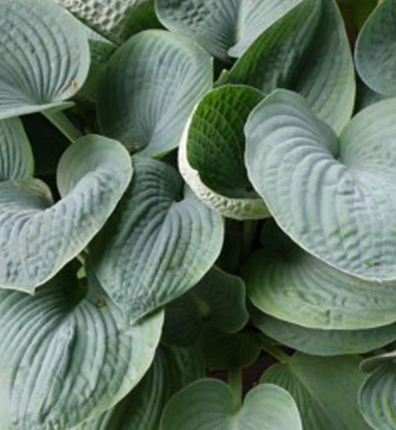 Hosta ‘Big Daddy’ (Hosta 'Big Daddy')