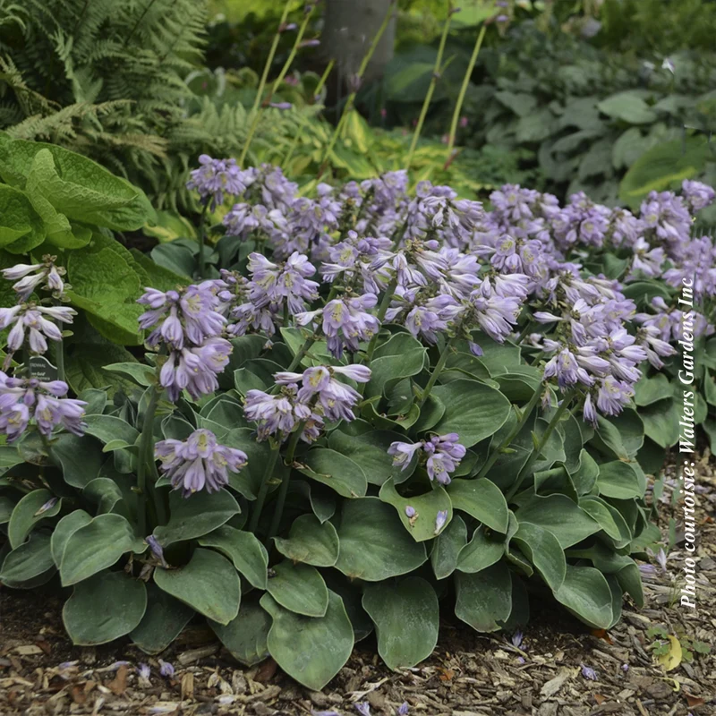 Hosta ‘Blue Mouse Ears’ (Hosta 'Blue Mouse Ears')