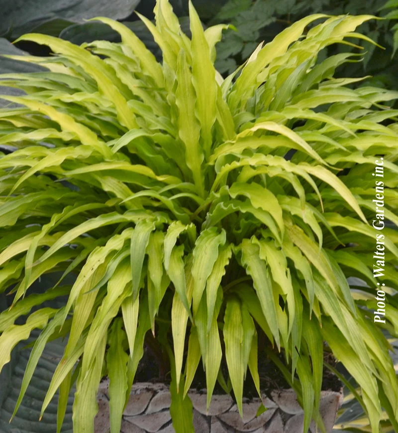 Hosta ‘Curly Fries’ (Hosta 'Curly Fries')