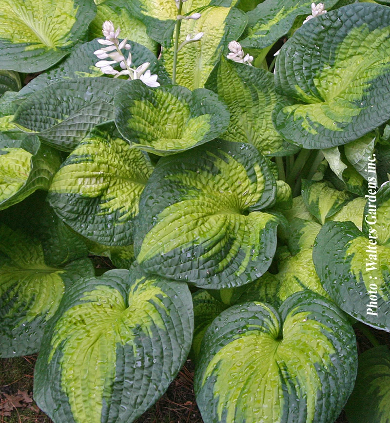 Hosta ‘Brother Stefan’ (Hosta 'Brother Stefan')