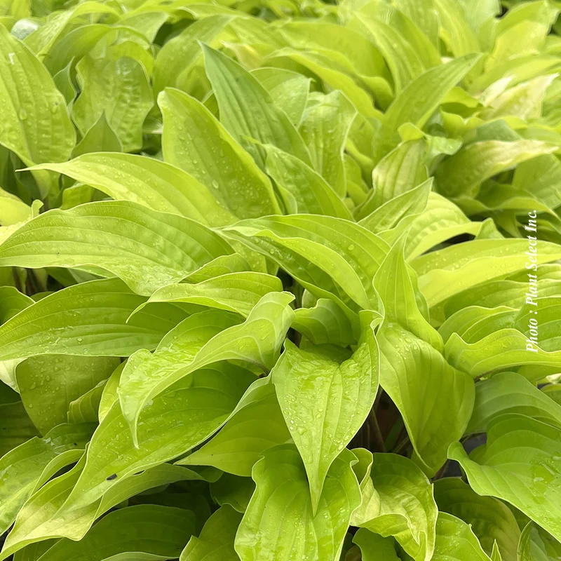 Hosta ‘Fire Island’ (Hosta 'Fire Island')