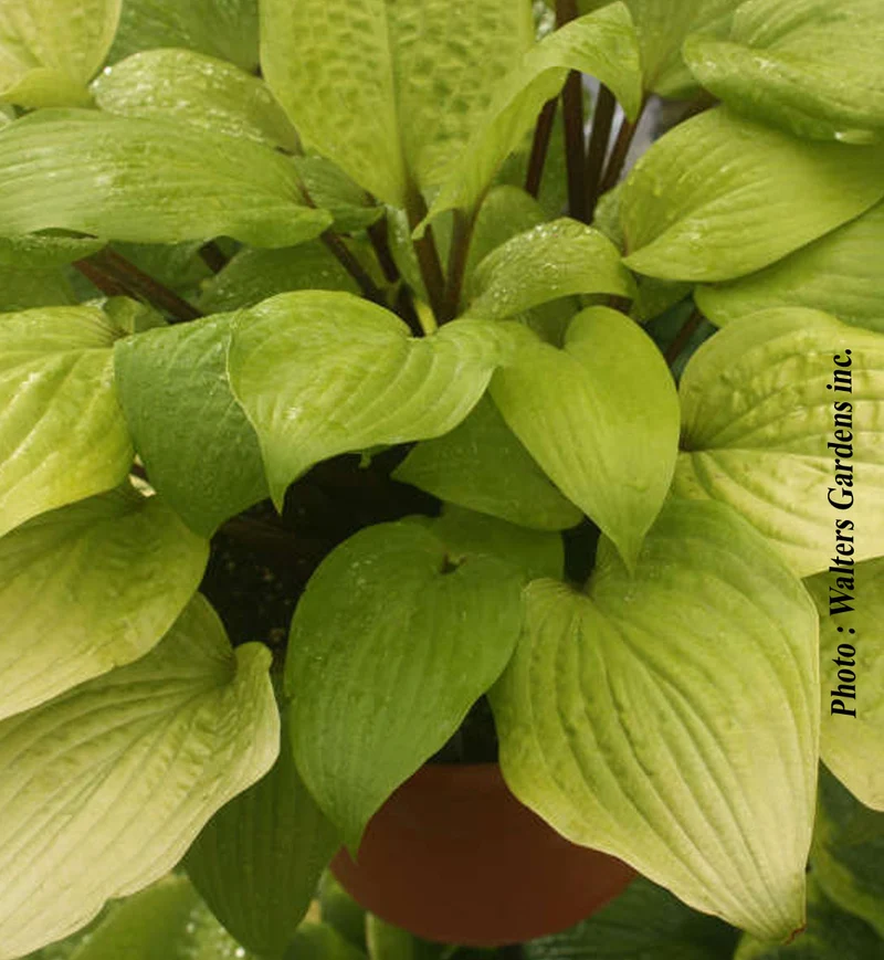 Hosta ‘Designer Genes’ (Hosta 'Designer Genes')