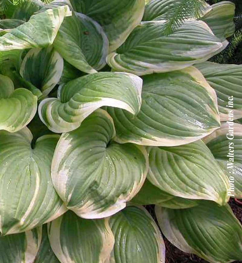 Hosta ‘Fragrant Bouquet’ (Hosta 'Fragrant Bouquet')
