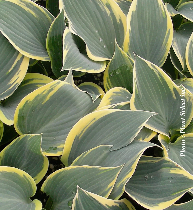 Hosta ‘First Frost’ (Hosta 'First Frost')