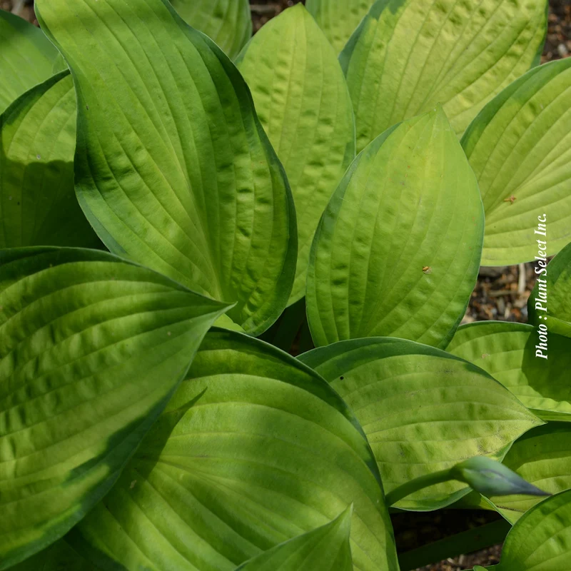 Hosta ‘Gold Standard’ (Hosta 'Gold Standard')