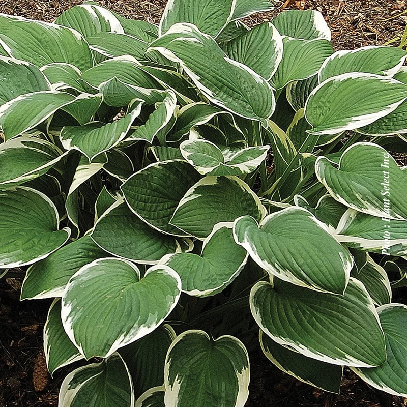 Hosta ‘Francee’ (Hosta 'Francee')