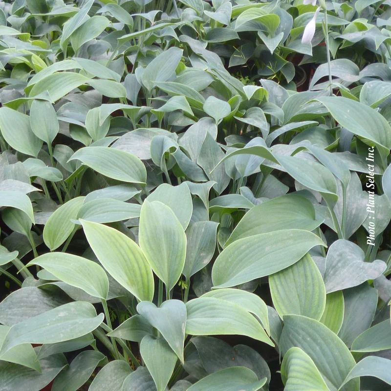 Hosta ‘Halcyon’ (Hosta 'Halcyon')